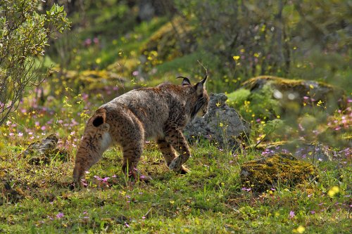 Lince Ibérico