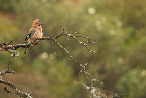 Arrendajo bajo la lluvia