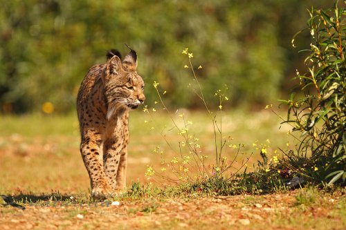 Lince ibérico, Gema