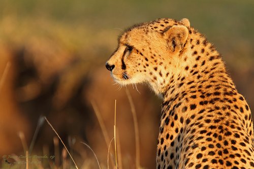 Guepardo en Masai Mara