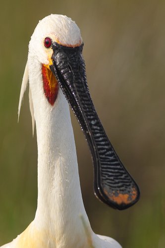 Retrato de Espátula