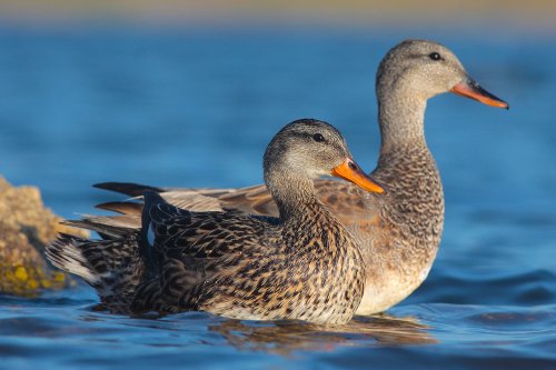 Pareja de Ánade friso