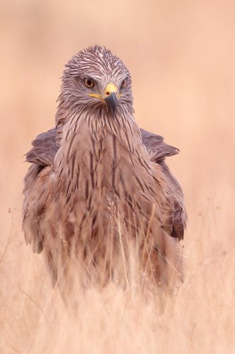 Milano negro a ras de suelo