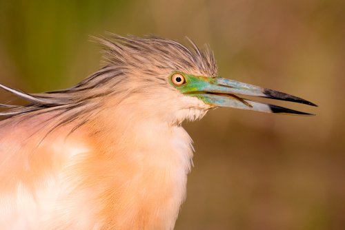 Retrato de Cangrejera