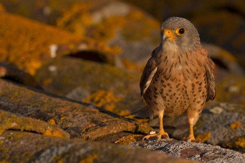 Cernícalo primilla con las últimas luces