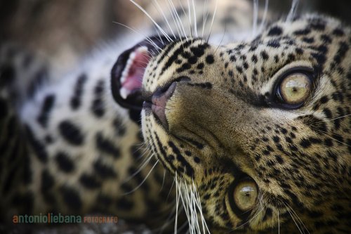 Leopardo 