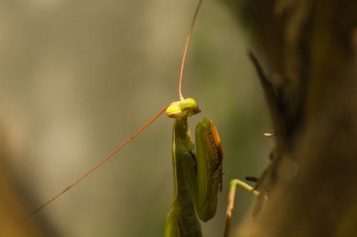 Un artista en mi jardin- Mantis religiosa