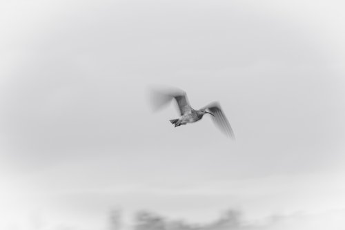 Numenius arquata- en vuelo