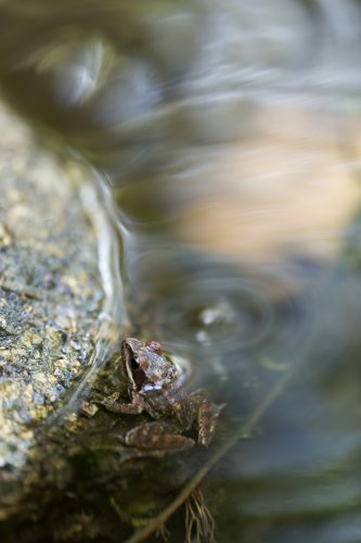 Las vueltas de la Rana Ibérica