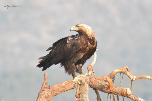 Águila Imperial con su presa