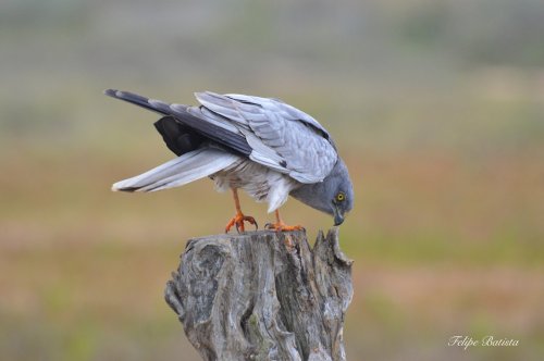 Aguilucho Cenizo