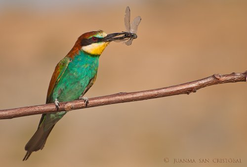 Abejaruco con libélula