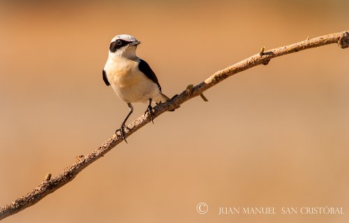 Macho de Collalba rubia