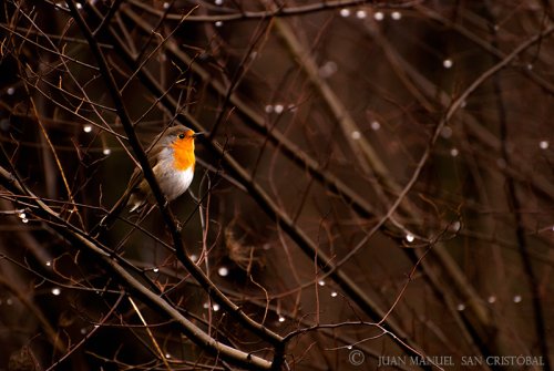 Petirrojo tras la lluvia