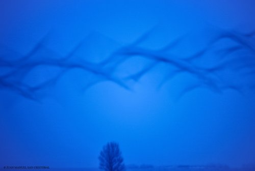 "El sonido que hacen las grullas al volar durante el amanecer".