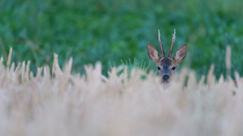 ¡ Que buena la remolacha !