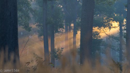 El primer sol del dia en Apremont