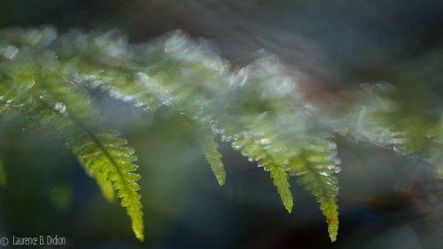 Primera helada sobre las últimas hojas verde del helecho