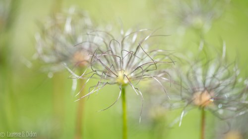 Las Pulsatillas del porvenir 