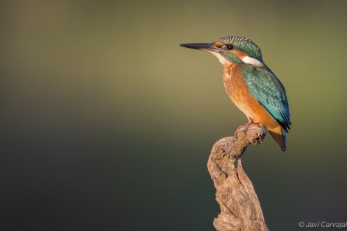 Con el primer rayo de luz