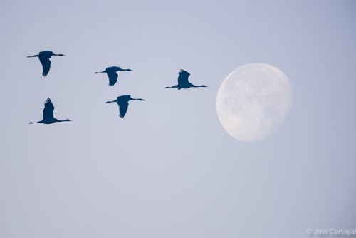 Escuadrón a la luna