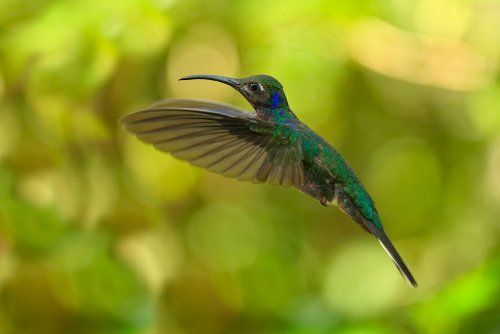 El vuelo del colibrí.