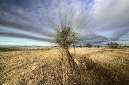 Olivo con Efecto Alcazar