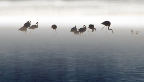 Flamencos en la niebla
