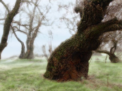 El bosque de los tarayes
