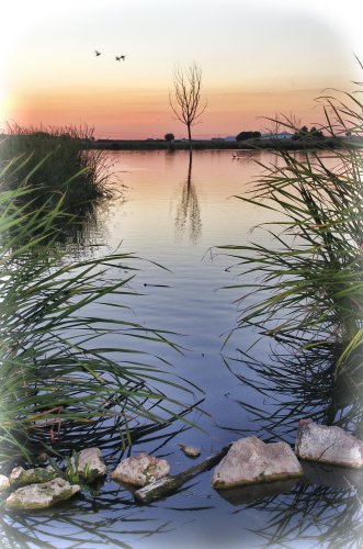 Atardecer entre los juncos de Navaseca
