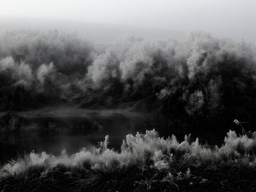 Cencellada en el río