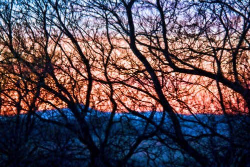 maraña con fondo de color