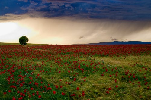 Tormenta y amapolas