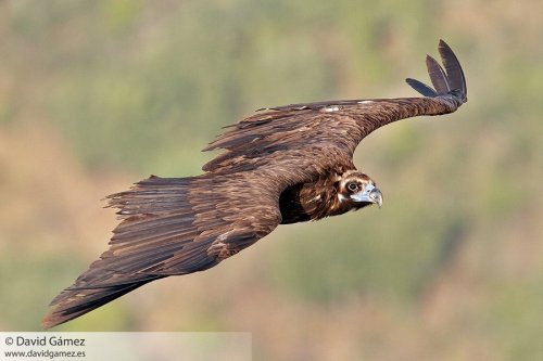 Buitre Negro en vuelo