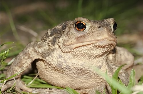 Bufo Bufo