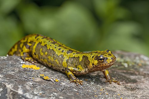Triturus marmoratus