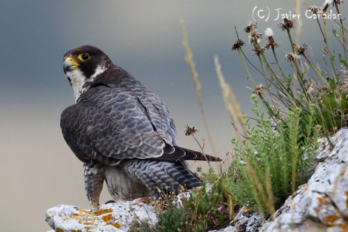Halcón Peregrino