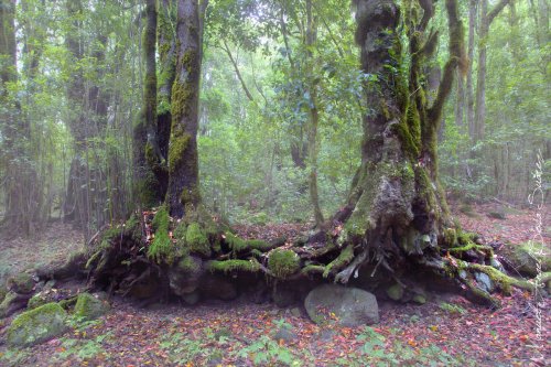 Los enamorados del bosque