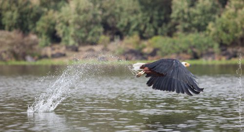 Pesca al vuelo
