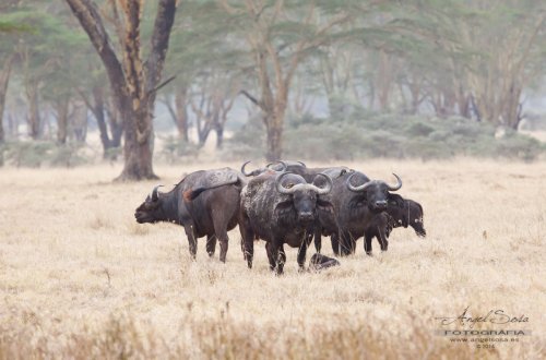Protección familiar
