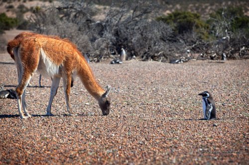 El Pingüino y el Guanaco