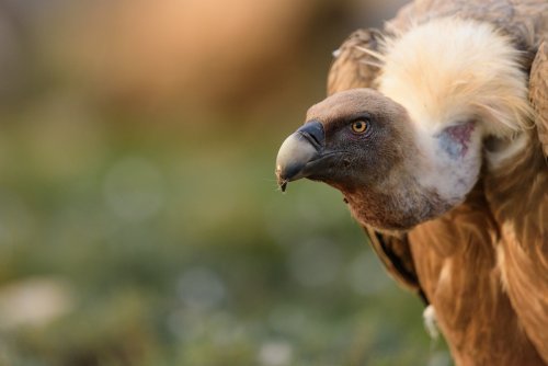 Retrato de un leonado