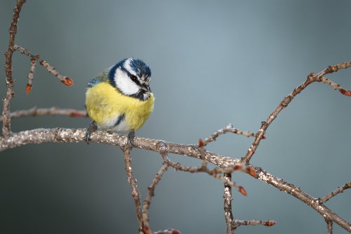 Herrerillo frente a mi ventana