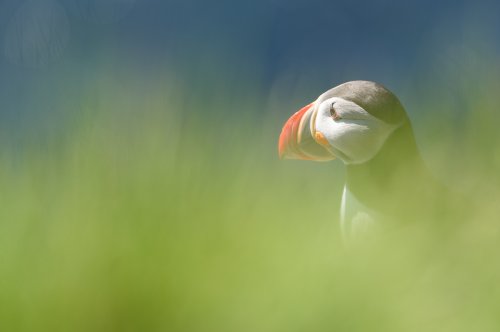 Frailecillo en Latrabjarg.
