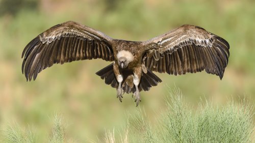 Leonado tomando tierra.