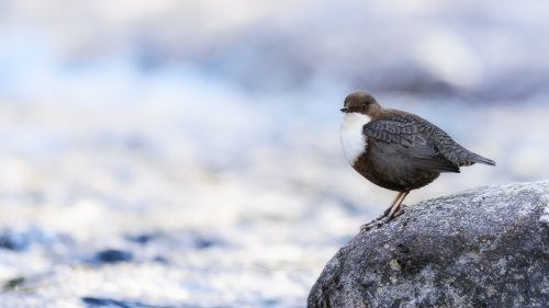 Mirlo acuático en el Garona.
