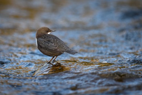 Mirlo acuático. (Cinclus cinclus).