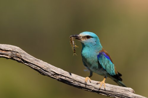 Carraca en época de ceba.