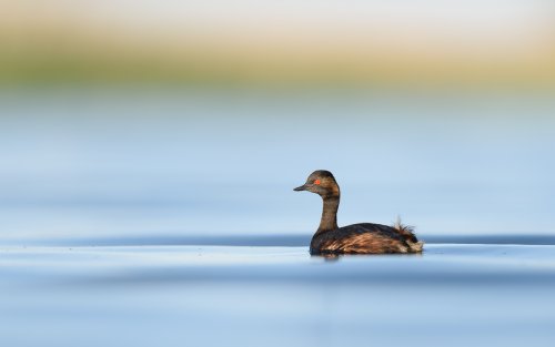 Zampullín cuellinegro