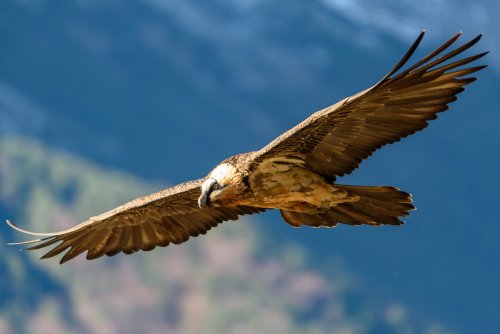 Quebrantahuesos en vuelo